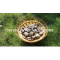 Seta de shiitake lisa secada con buen precio